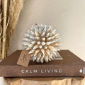 Deco schelpen bal M