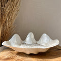 Schelp schaaltje